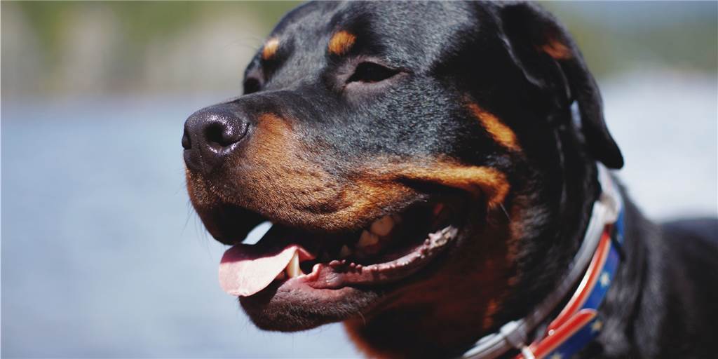 392 Euro Hundesteuer für Rottweiler: Neue Hundesteuern nur knapp beschlossen