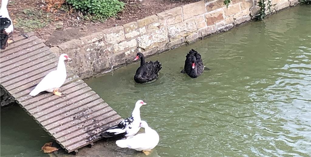 Auf dem Teich des Dortmunder Hauptfriedhofs schwimmen wieder Trauerschwäne Die beiden neuen Trauerschwäne auf dem Teich des Dortmunder Hauptfriedhofs und die Flugenten haben sich bereits aneinander gewöhnt.