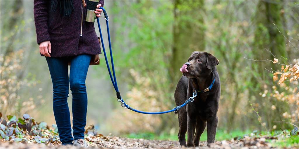 Stadt Haltern nimmt weniger Hundesteuer ein - das sind die Gründe Stadt Haltern nimmt weniger Hundesteuer ein - das sind die Gründe