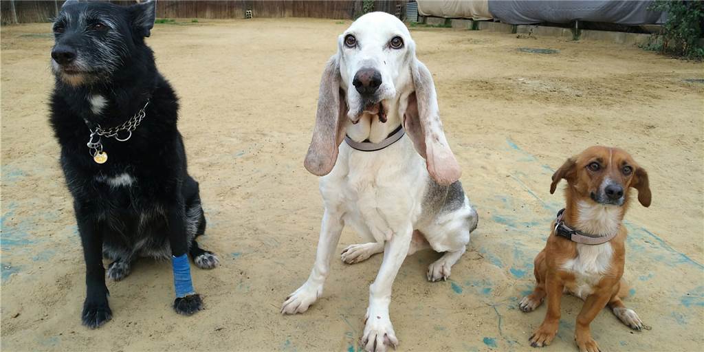 Hundesteuer kratzt im Kreis Unna an Zwei-Millionen-Grenze Gina, Hugo und Heidi (v.l.) – auch ihre Besitzerinnen müssen im Normalfall Hundesteuer an die Kommune bezahlen.