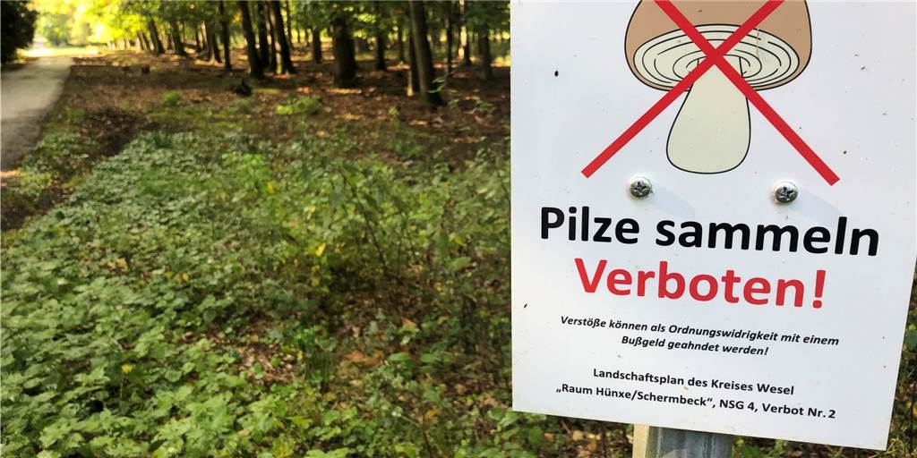 Verbotsschilder halten manche Pilzsammler nicht ab - dann wird´s teuer "Pilze sammeln verboten!" Wer diese Schilder in der Üfter Mark missachtet, muss mit Verwarn- oder sogar Bußgeldern rechnen.