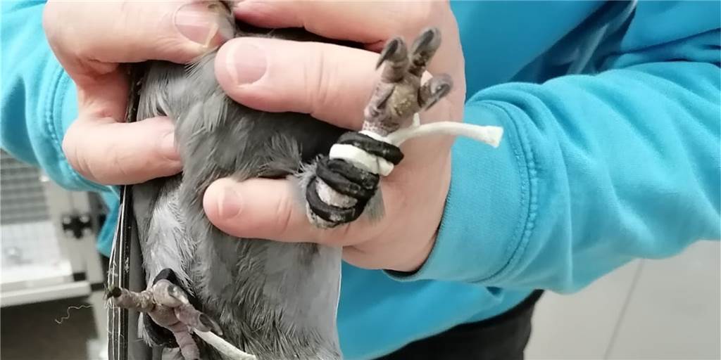 Frau quält Tauben und wirft sie tot aus dem Fenster – Vorwurf ans Veterinäramt Mit solchen Bändern, aber auch mit Draht und Getränkedosen-Verschlüssen wurden den Tauben die Beine abgebunden. Sie werden jetzt tierärztlich behandelt.