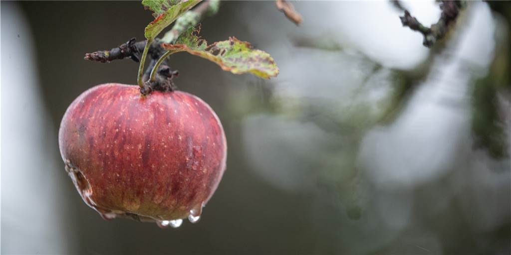 Im Vorbeigehen eine Apfel für den Eigenbedarf zu pflücken, ist kein Verbrechen.