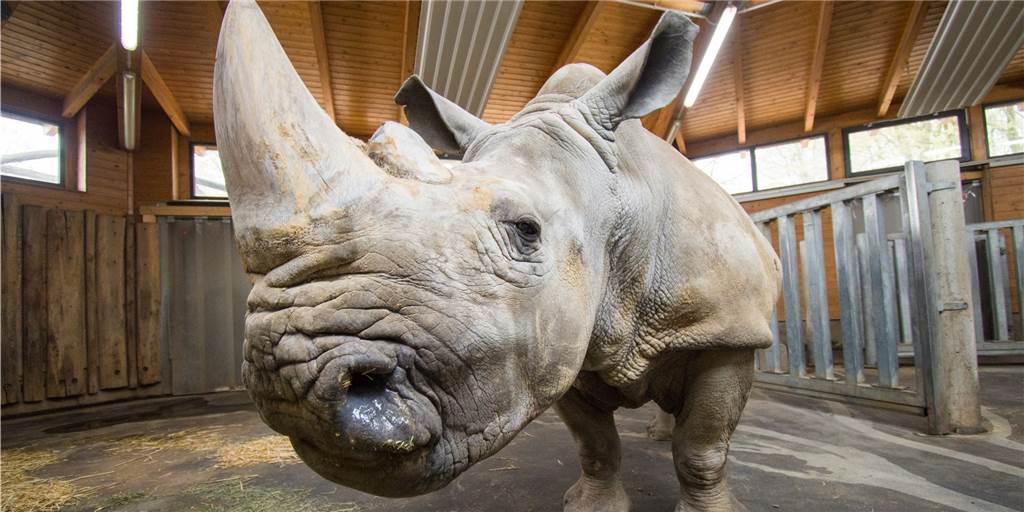 Ältestes Nashorn Europas lebt in Dortmund und muss morgens dringend aufs Klo Natala ist mit 52 Jahren das älteste Breitmaulnashorn Europas, nachdem ihr Artgenosse Toby in Italien gestorben ist.