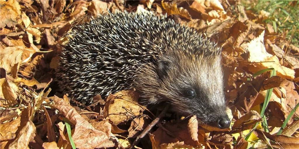 Gefährliche Grünarbeiten: Mehrere Igel in Dorsten wurden skalpiert Auch junge Igel wurden bereits getötet oder schwer verletzt (Symbolbild).