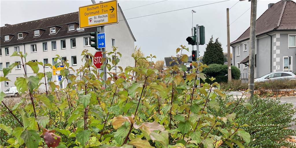 Experte: Grünschnitt und kleinere Schilder können Unfälle verhindern Hinter solch einem Gesträuch kann kaum ein Autofahrer einen nahenden Fußgänger am Engelsburgplatz erkennen. Das ist gefährlich, finden nicht nur viele Castrop-Rauxeler, sondern auch Achim Waldert vom Ordnungsamt.
