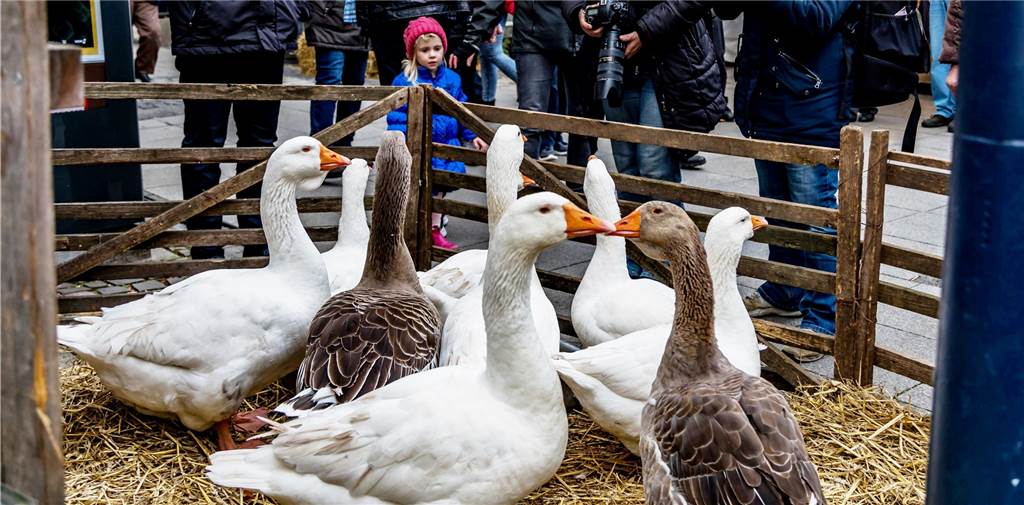 Diskussion über Tiere beim Hansemarkt: „Keine Lust auf Streitgespräche“ Die Gänse gehörten in vergangenen Jahren zu den beliebtesten Fotomotiven beim Dortmunder Hansemarkt.