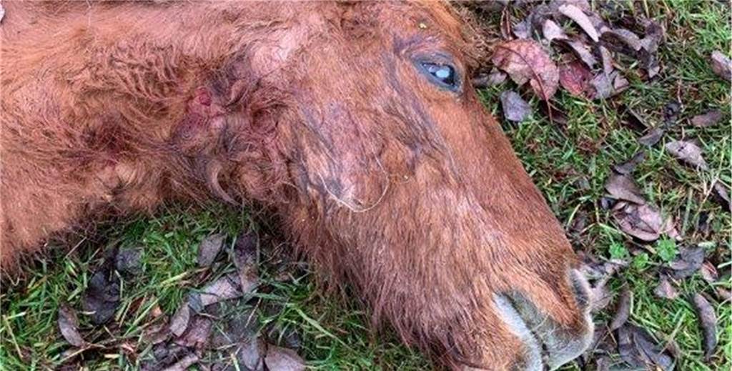 Sechs Wölfe im Wolfsgebiet: Pferdeschutz wird richtig teuer Die jüngsten Ponyrisse im Wolfsgebiet Schermbeck werden derzeit untersucht.