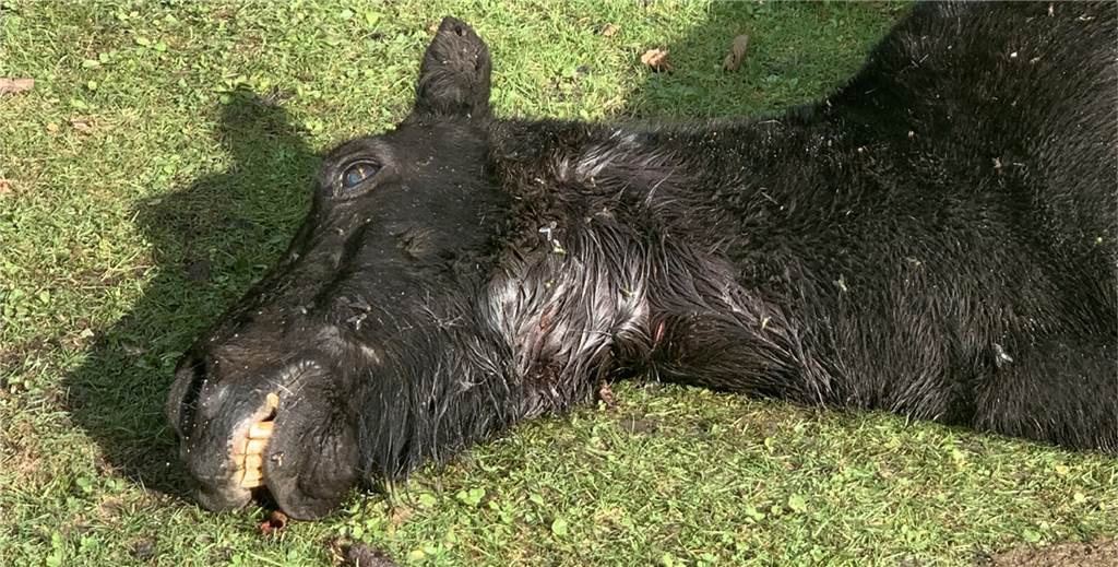 Wolfsgebiet: Gen-Analyse nach Pony-Rissen bringt eine Überraschung Wolfsgebiet: Gen-Analyse nach Pony-Rissen bringt eine Überraschung