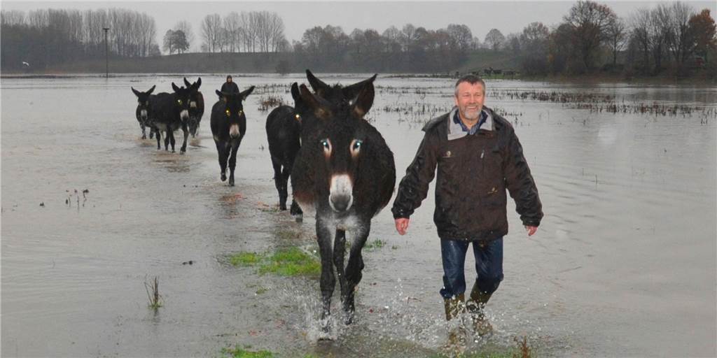 Hochwasser: Als die Esel an der Stever gerettet werden mussten Hochwasser: Als die Esel an der Stever gerettet werden mussten