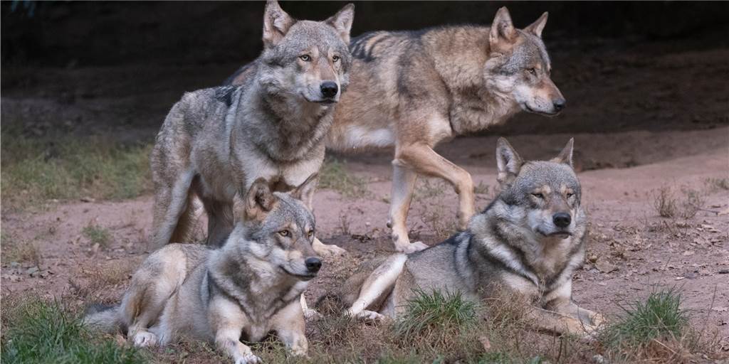 Kritik am Gutachten: „Das schadensträchtigste Rudel in Deutschland“ Anders als dieses Wolfsrudel Tierparadies Tripsdrill sorgt das Rudel im Wolfsgebiet Schermbeck regelmäßig für Ärger. Das Gahlener Bürgerforum kritisiert ein Rechtsgutachten, dass einer Entnahme des Rudels erneut einen Riegel vorschiebt.