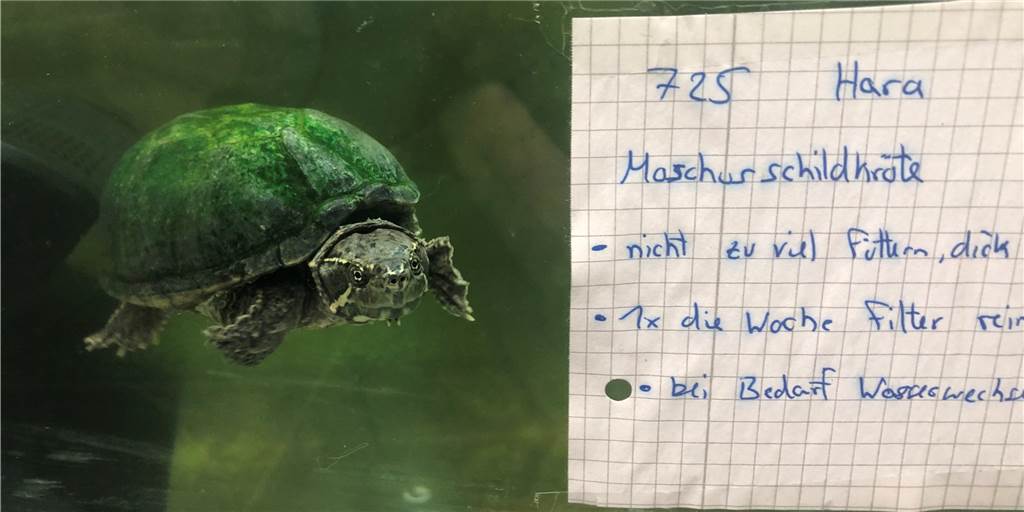 Eine Moschusschildkröte im Dortmunder Tierheim.