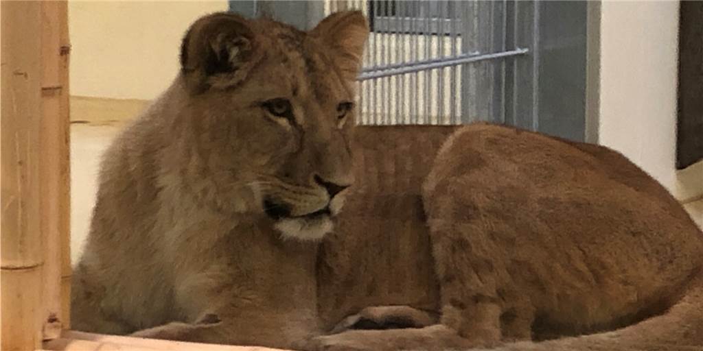 Dortmunder Zoo hat nach vier Jahren wieder Löwen Löwin Zuri nimmt die Besucher in Augenschein, die zur offiziellen Eröffnung des sanierten Löwenhauses in den Dortmunder Zoo gekommen waren.