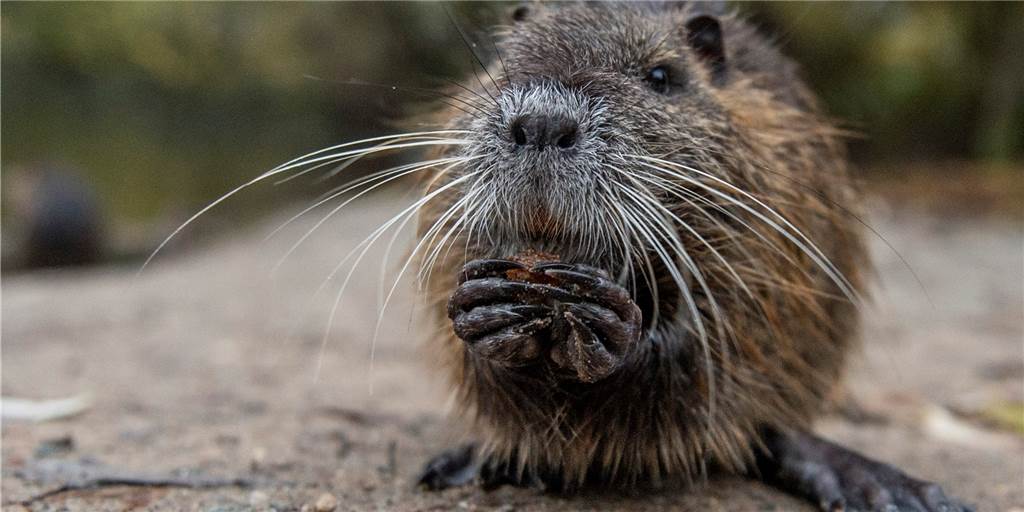 Nutria, Bisam oder Biber: Was schwimmt denn da im Cappenberger Teich?