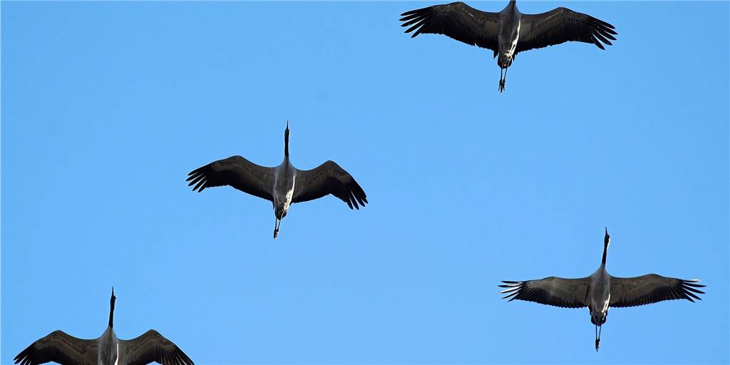 Kranich-Zug XXL: Warum kreisten die Vögel des Glücks über Lünen? Kranich-Zug XXL: Warum kreisten die Vögel des Glücks über Lünen?