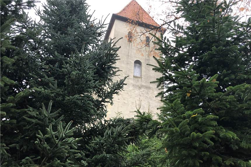 Was passiert mit den Bäumen des Selmer Glitzerwaldes? Die Bäume im Glitzerwald stehen noch. Doch wie lange?