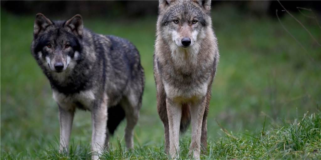 Die Wolfsfamilie kommt immer näher - und wir schauen seelenruhig zu Die Wolfsfamilie kommt immer näher - und wir schauen seelenruhig zu