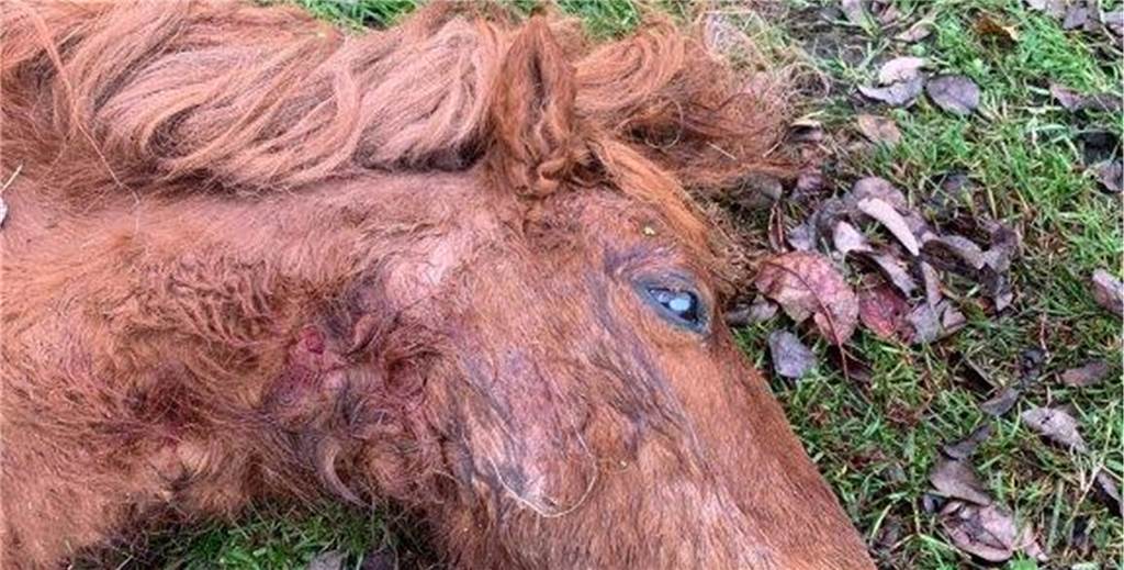 Gerissenes Pony im Wolfsgebiet: Ergebnis der DNA-Analyse liegt vor Gerissenes Pony im Wolfsgebiet: Ergebnis der DNA-Analyse liegt vor