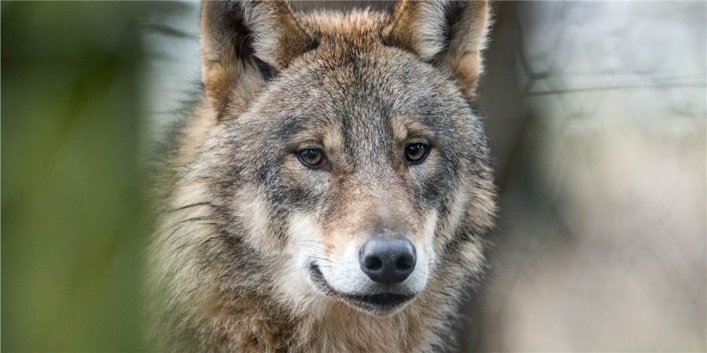 Junger Wolf reißt Rotwildkalb auf Halterner Gebiet - zweiter Nachweis Ein junger männlicher Wolf ist erneut in Haltern nachgewiesen worden.