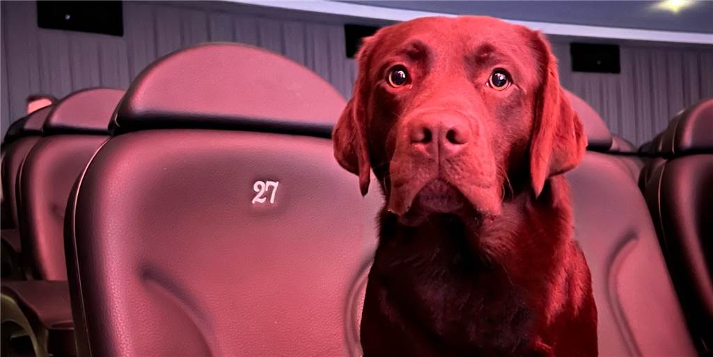 Hundekino: Raesfelder Instagram-Star Peanut erlebte Vorpremiere in Köln In einem Kölner Kino durften sich Peanut sowie Besitzerin Miriam Fengler und ihr Mann die Vor-Premiere eines aktuellen Kinofilms anschauen.