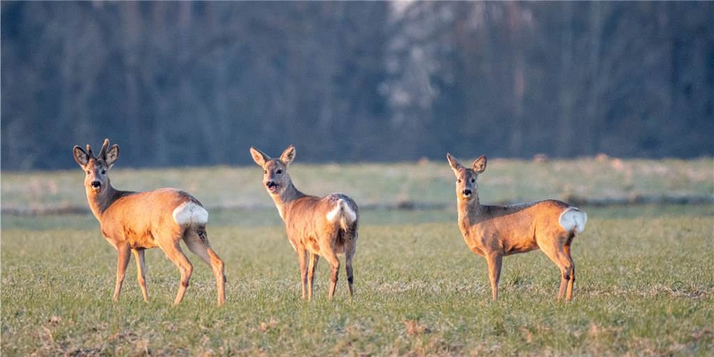 Aufregung in der Haard: Spaziergänger findet durchschossene Lunge eines Rehs Aufregung in der Haard: Spaziergänger findet durchschossene Lunge eines Rehs
