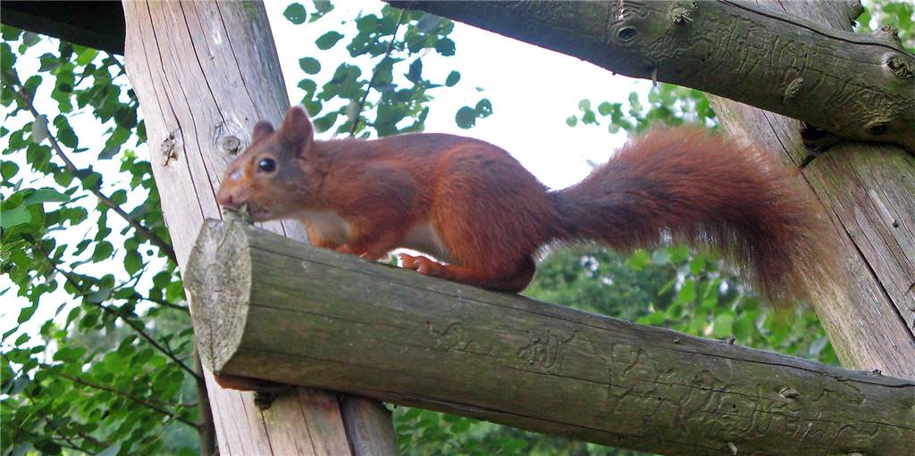 Warum gibt es so viele Eichhörnchen in Schwerter Gärten und Parks? Immer mehr Eichhörnchen zieht es in die Stadt.