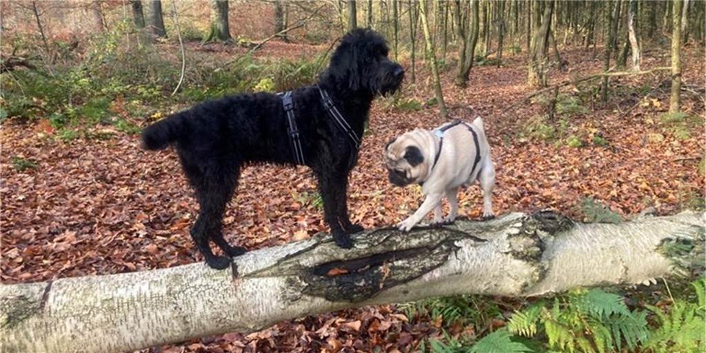 Förster bittet Hundehalter um Rücksicht Förster bittet Hundehalter um Rücksicht