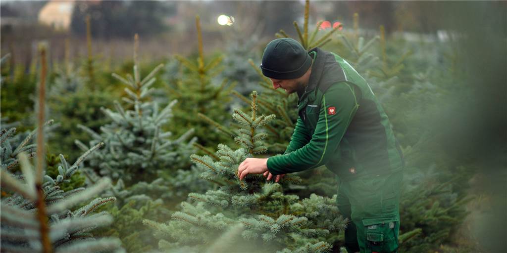 Weihnachtsbäume: Hier gibt es sie in Selm, Lünen, Olfen und Nordkirchen Auch mit Corona gehören Weihnachtsbäume für viele Haushalte dazu.