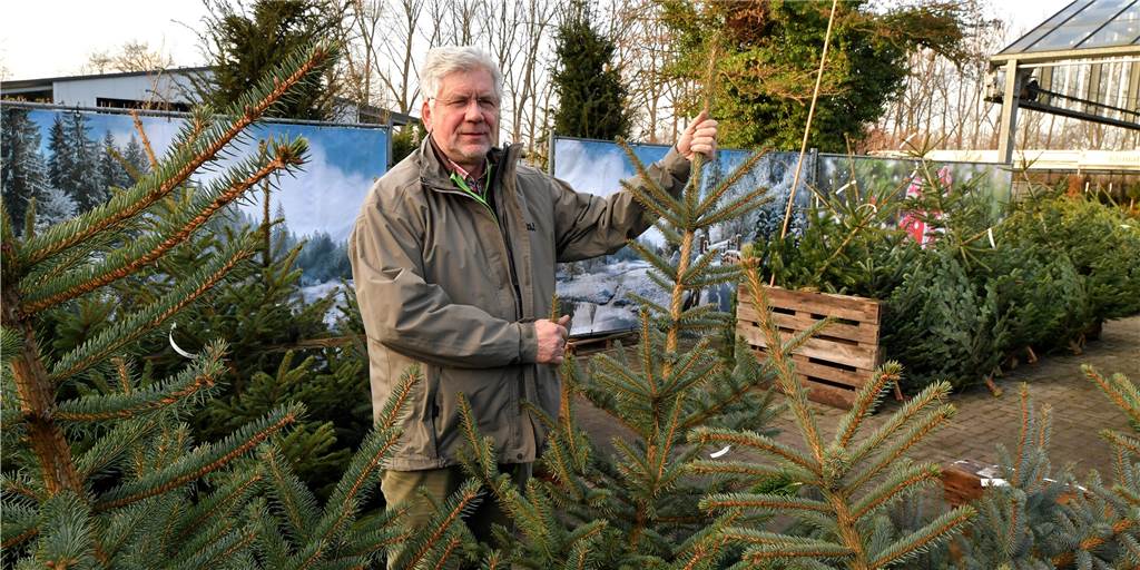 Tipps von Profis: Wie bleiben Weihnachtsbäume bis Weihnachten schön? Wolf-Dieter Giesebrecht von Giesebrecht Garten & Pflanzen in Niederaden gibt Tipps zur Weihnachtsbaumpflege.
