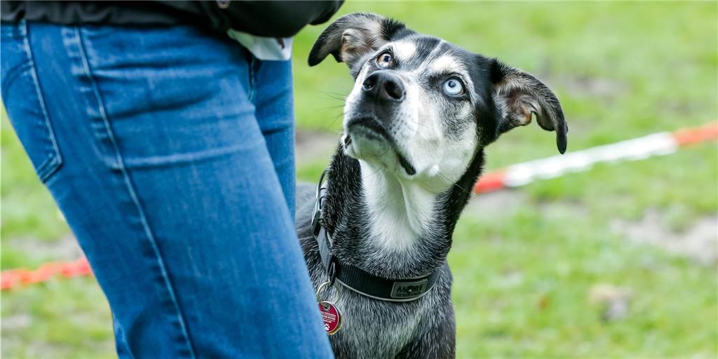 Werden die Hundesteuer und die Sexsteuer in Dortmund abgeschafft? Werden die Hundesteuer und die Sexsteuer in Dortmund abgeschafft?