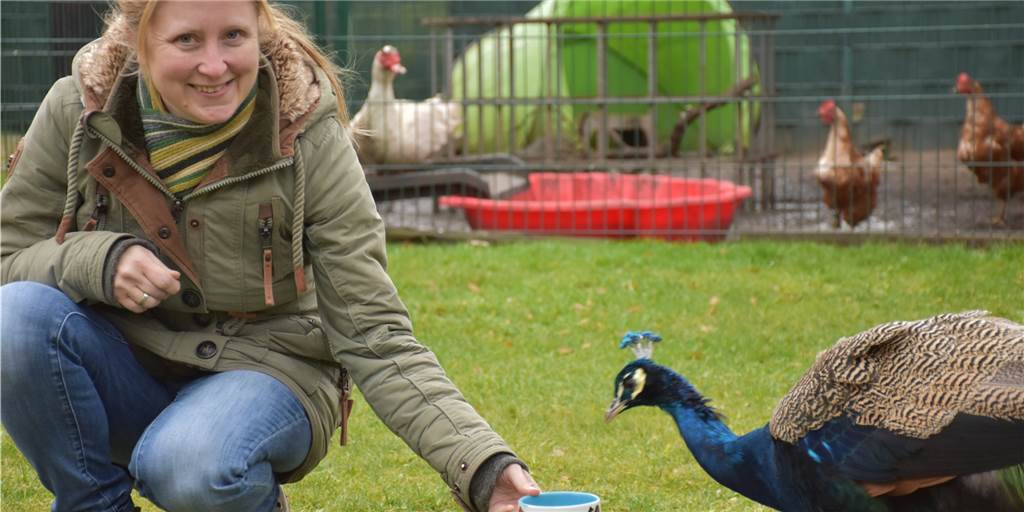 Tiere sind kein Weihnachtsgeschenk: Schon gar nicht aus dem Internet Pfau Wotan läuft frei auf dem Gelände des Tierheims. Ab dem 14. Dezember gibt es laut Marina Hinz dort einen Vermittlungsstopp.