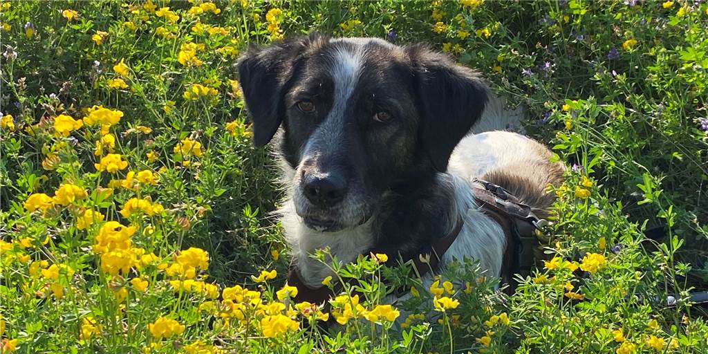 In Castrop-Rauxel hat jetzt eine Martin-Rütter-Hundeschule eröffnet Wer mit seinem Hund ein gutes Team werden will, kann bei den Martin-Rütter-Hundeschulen diverse Trainingsangebote nutzen.