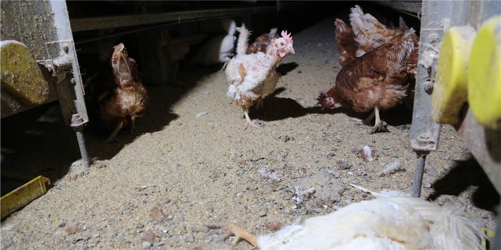 Tierschutz-Skandal im Kreis Coesfeld: Tote Hühner auf dem Stallboden Zahlreiche Hühner wurden im Stall im Kreis Coesfeld zurückgelassen, einige haben das nicht überlebt. Das ist eine Aufnahme. die die Tierschützer verdeckt gemacht haben.