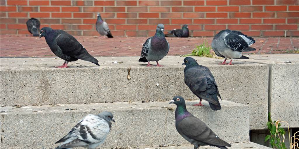 Taubenproblem: Ankündigung der Stadt Lünen macht Tierschützer sprachlos Die Stadttauben in der City sind für viele ein Ärgernis. Vor allem unter der Stadttorbrücke und an der Lippebrücke sorgen sie für reichlich Dreck.