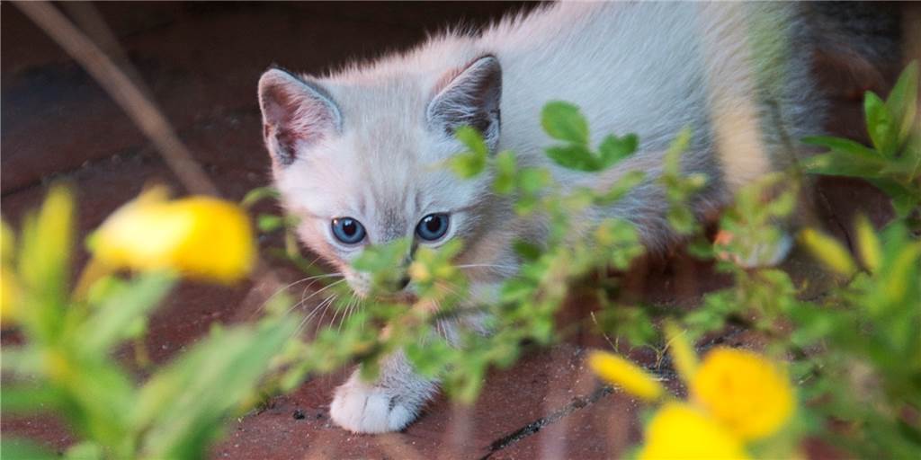 Tierschützer schlagen Alarm: „Dann darf in Dortmund kein Tier mehr erkranken“ Babykatzen tapsen meist fit und unbekümmert durch ihre Umgebung. Doch wo können sie in Dortmund verarztet werden, falls ihnen etwas passiert?