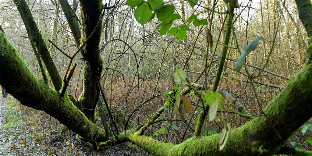 Eine Wildnis vor der Haustür - Olfen hat große Pläne für Waldgebiet Viele Jahre war der Wald auf Holzgewinnung ausgerichtet, künftig darf er sich entwickeln wie er will. Die Stadt will sich mit Eingriffen weitgehend zurückhalte