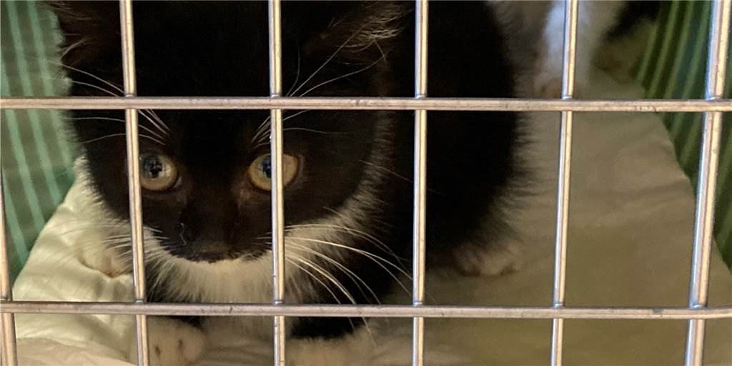 Besonders viele Katzenbabys: Lüner Tierschutzverein zieht Jahresbilanz Besonders viele Katzenbabys: Lüner Tierschutzverein zieht Jahresbilanz