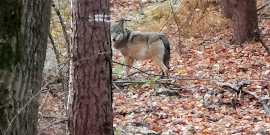 2021: Wolfsrudel frisst nun auch Ponys 2021: Wolfsrudel frisst nun auch Ponys