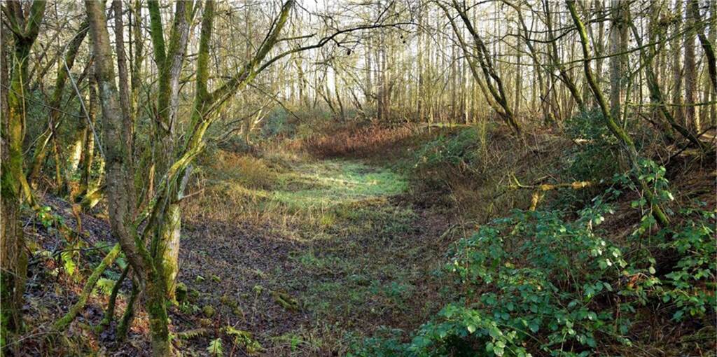 Wald-Verwilderung in Olfen sollte nicht völlig unbeaufsichtigt sein In einem Olfener Waldstück soll bald nur noch Wildnis herrschen.