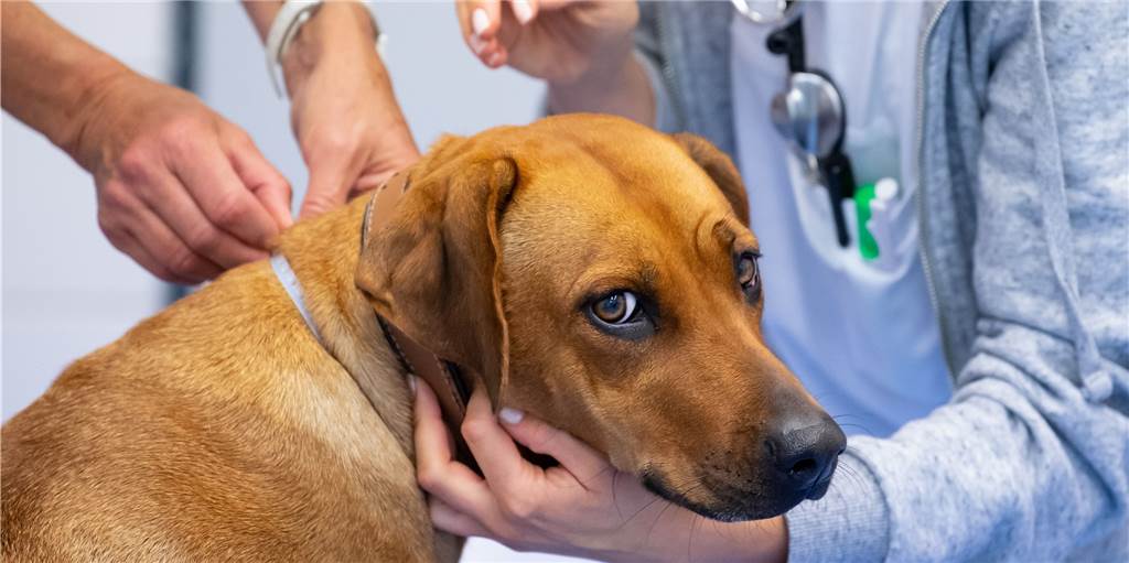 Schnelle Hilfe am Wochenende - neues Notdienst-Angebot der Tierärzte Auch im Kreis Coesfeld haben sich gerade in der Pandemie viele Menschen ein Haustier angeschafft. Gleichzeitig ist die Bedeutung der Tiere als Familienmitglied deutlich gestiegen.