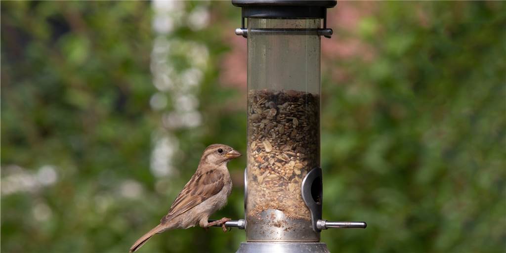 Stunde der Wintervögel: Bottroper NABU bittet um Mithilfe Stunde der Wintervögel: Bottroper NABU bittet um Mithilfe