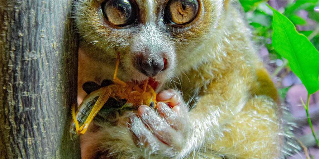 Bedrohte Tierart: Dortmunderin (11) setzt sich für Plumploris im Zoo ein Das ist die neue Plumplori-Dame im Dortmunder Zoo. Ihren Namen hat sie von einer jungen Dortmunderin.