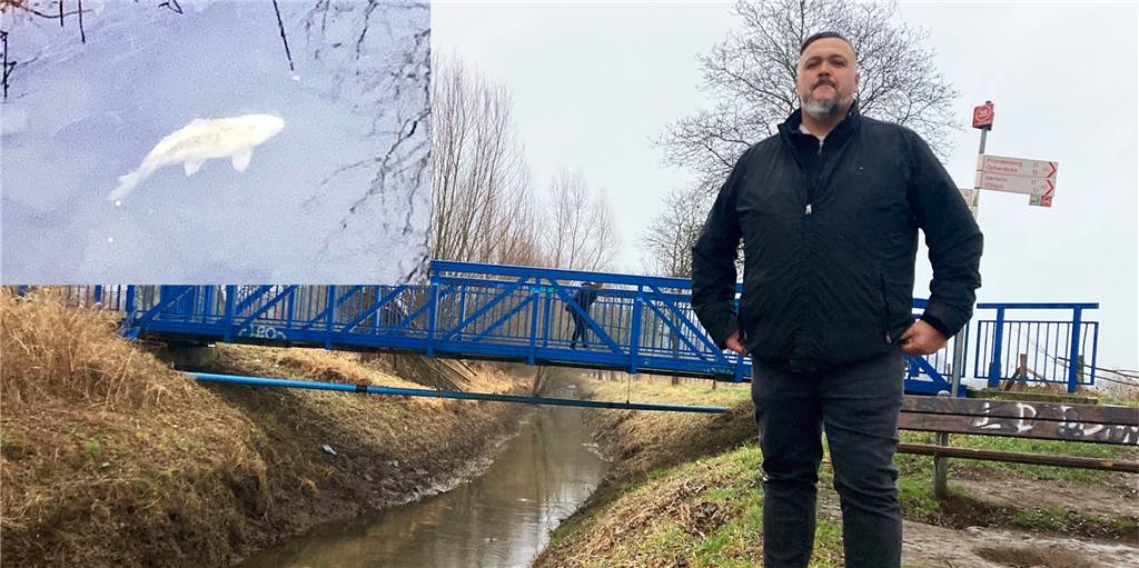 Frank Drews entdeckte einen weißen Koi im Mühlenstrang Frank Drews entdeckte im Mühlenstrang einen weißen Koi.