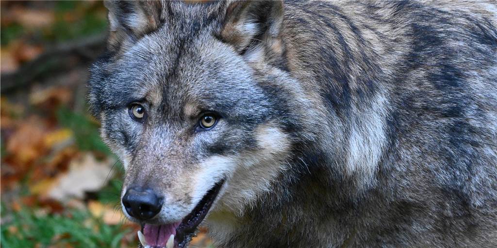 Neue Wolfsverordnung: Wann Wölfe vergrämt oder erschossen werden sollen Neue Wolfsverordnung: Wann Wölfe vergrämt oder erschossen werden sollen