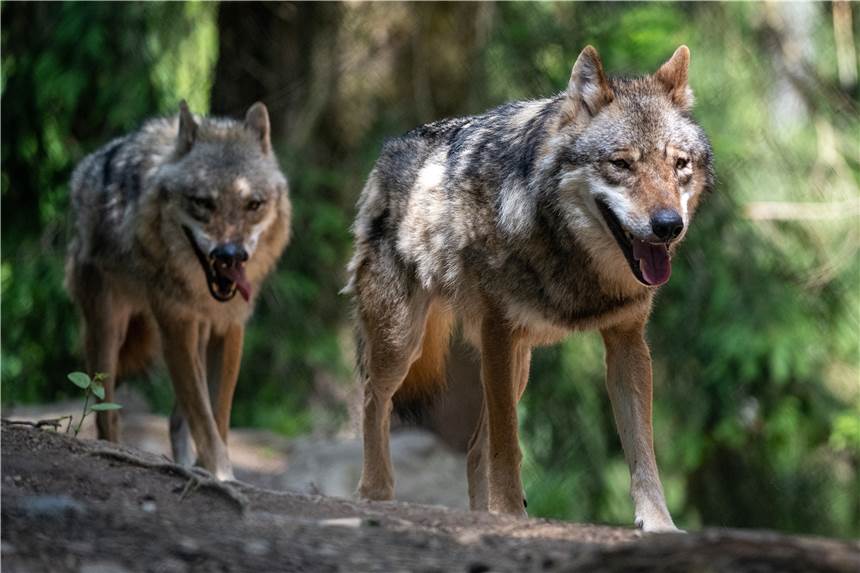 Neue NRW-Wolfsverordnung: „Vergrämen“ und Abschuss sollen ermöglicht werden Neue NRW-Wolfsverordnung: „Vergrämen“ und Abschuss sollen ermöglicht werden