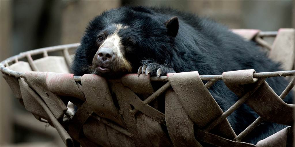 Umbau im Zoo Dortmund: Bären müssen auf ihr neues Gehege noch warten Bis wieder Andenbären in den Dortmunder Zoo ziehen können, heißt es warten. Es gibt Lieferschwierigkeiten bei den Zaunelementen für das neue Bärengehege.