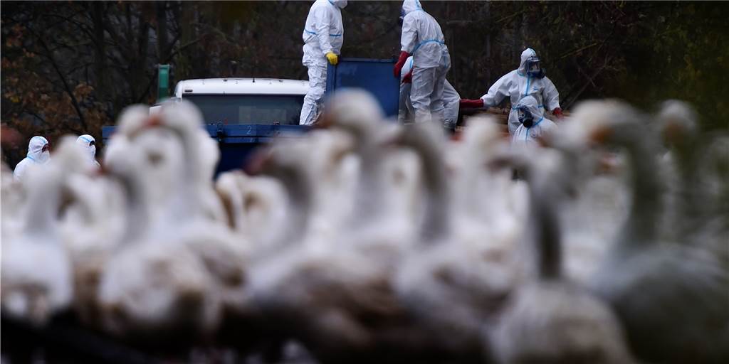 Tod durch Gift-Injektion: 100 Vögel müssen getötet werden Tod durch Gift-Injektion: 100 Vögel müssen getötet werden