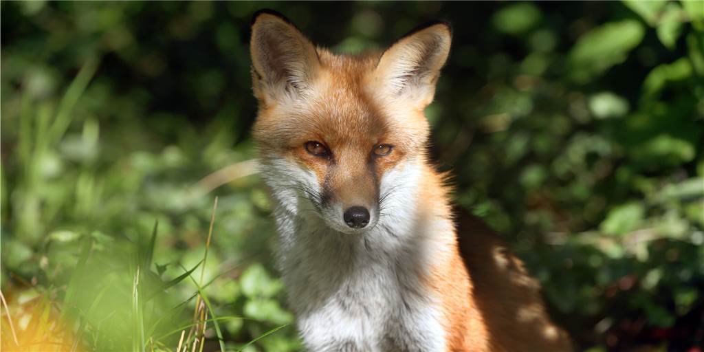 Füchse seien in Schliefenanlagen in permanenter Todesangst. Deswegen hat die Tierrechtsorganisation Peta die Betreiber angezeigt. (Archiv)
