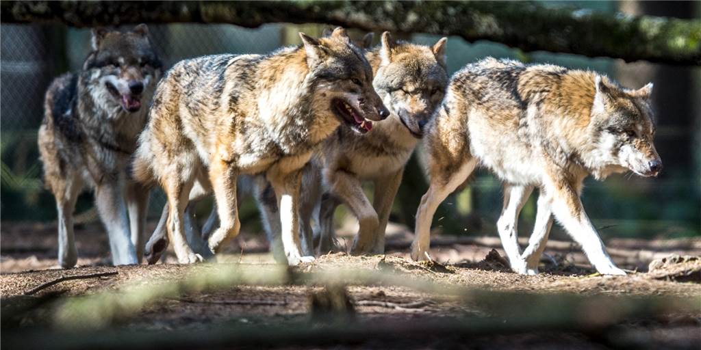 Fünf Wölfe im Wolfsgebiet: Begegnung im Carport wurde untersucht Fünf Wölfe im Wolfsgebiet: Begegnung im Carport wurde untersucht