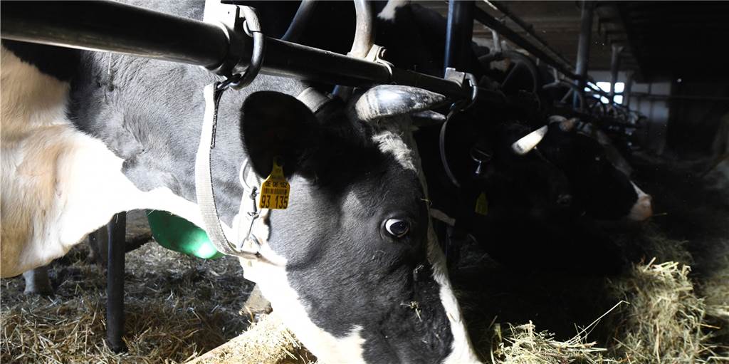 Gericht verpflichtet Vredener Landwirt, seinen Rindern Auslauf zu gewähren Anbindehaltung wie hier in einem Stall in Baden-Württemberg ist umstritten. Das Verwaltungsgericht Münster hat nun einem Landwirt aus Vreden auferlegt, seinen Rindern zeitweise Auslauf zu gewähren.